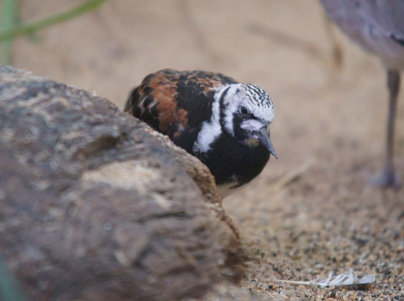 randomRuddy Turnstone