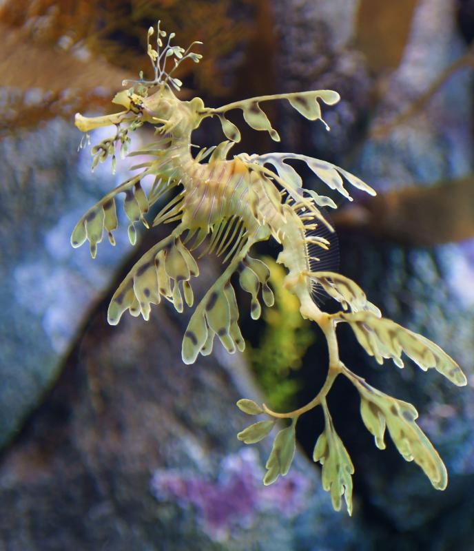 randomLeafy Sea Dragon