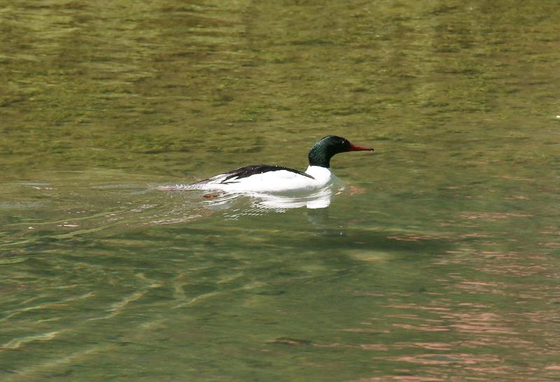 randomCommon Merganser