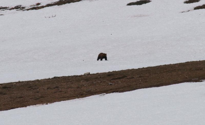 randomBlack Bear