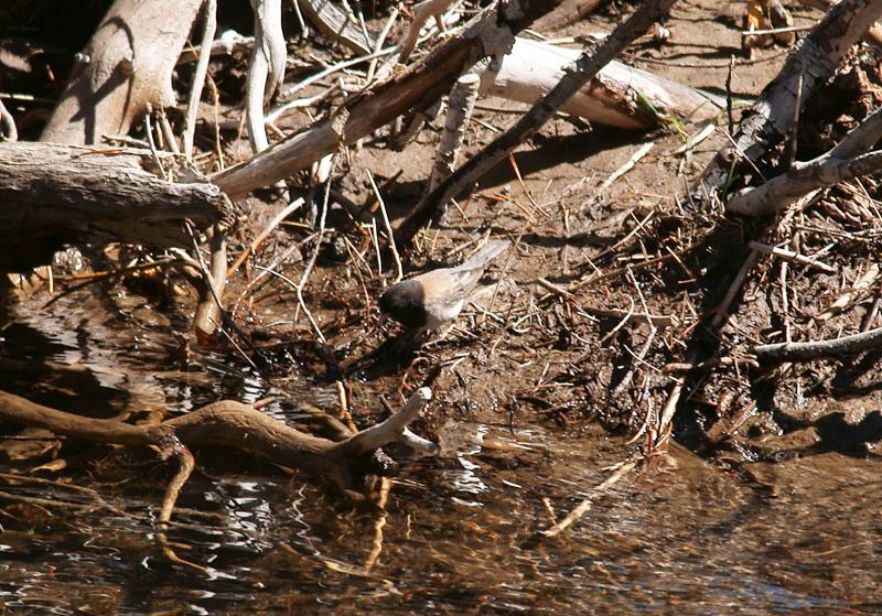 randomDark-Eyed Junco