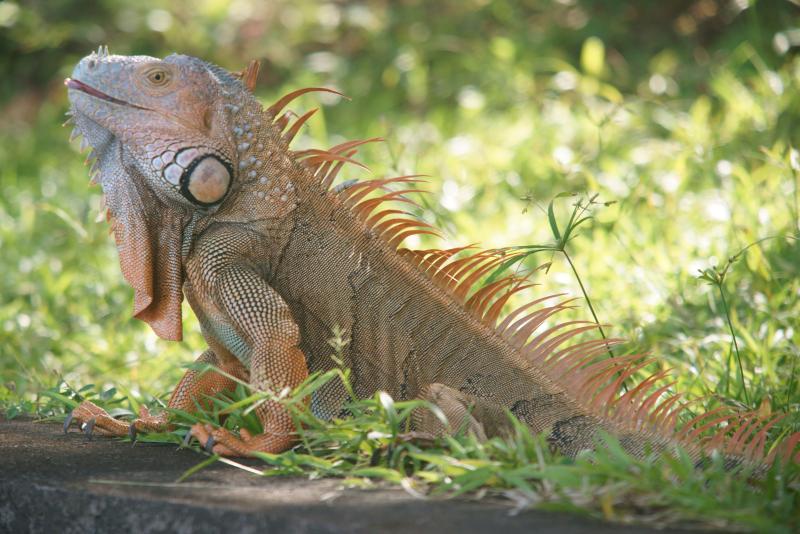 randomGreen Iguana