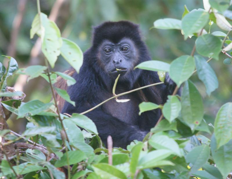 randomMantled Howler Monkey