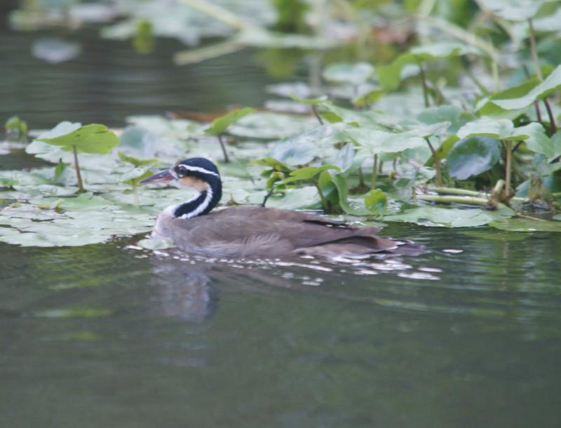 randomSungrebe