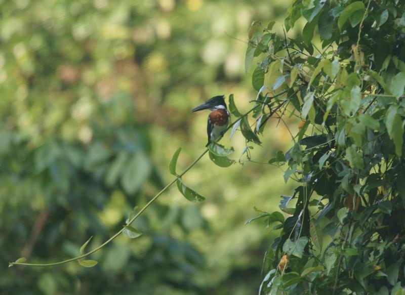 randomAmazon Kingfisher