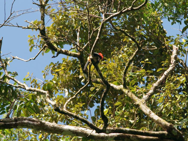 randomCollared Aracari