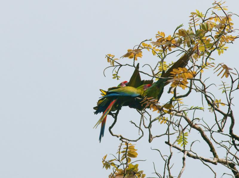 randomGreat Green Macaw