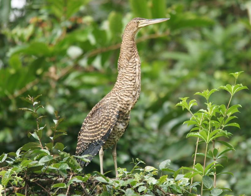 randomBare-Throated Tiger Heron