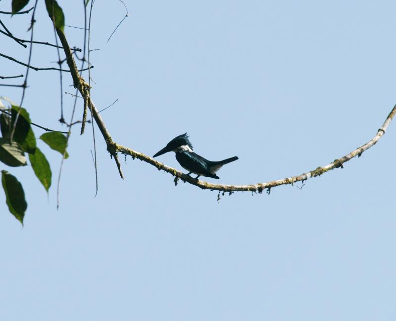 randomGreen Kingfisher