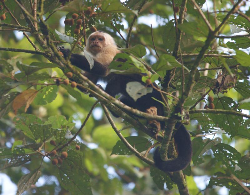 randomWhite-Faced Capuchin