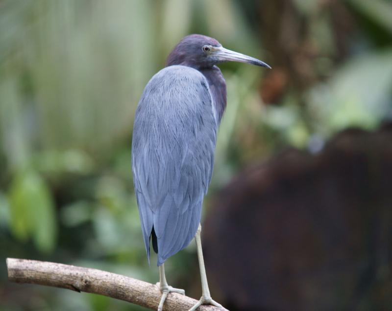 randomLittle Blue Heron