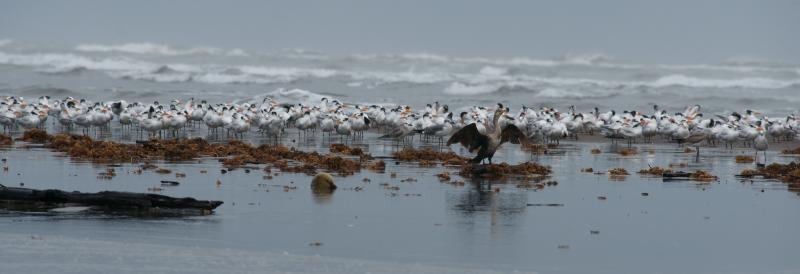 randomOlivaceous Cormorant