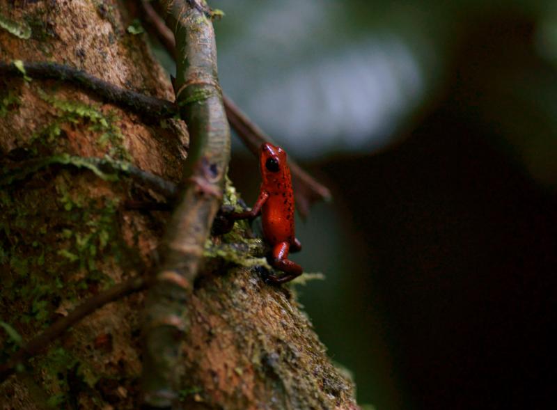 randomStrawberry Poison-Dart Frog