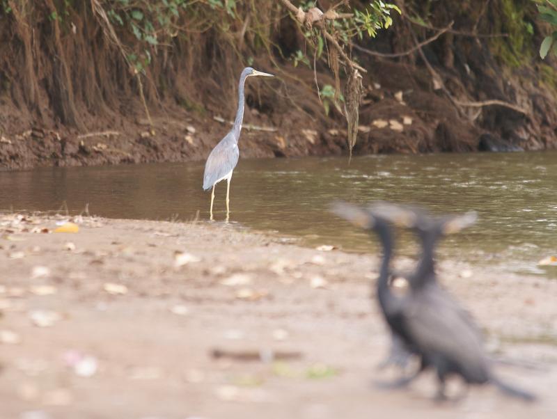 randomTricolored Heron