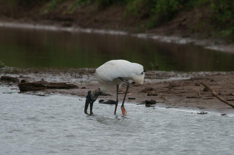 randomWood Stork