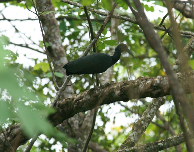 randomGreen Ibis