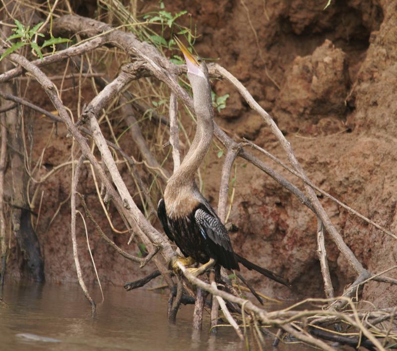 randomAnhinga