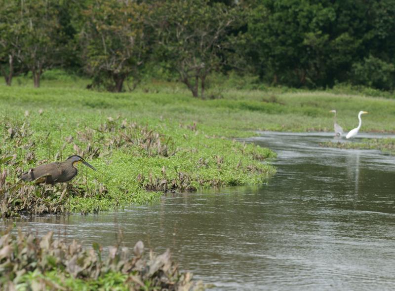 randomGreat Blue Heron