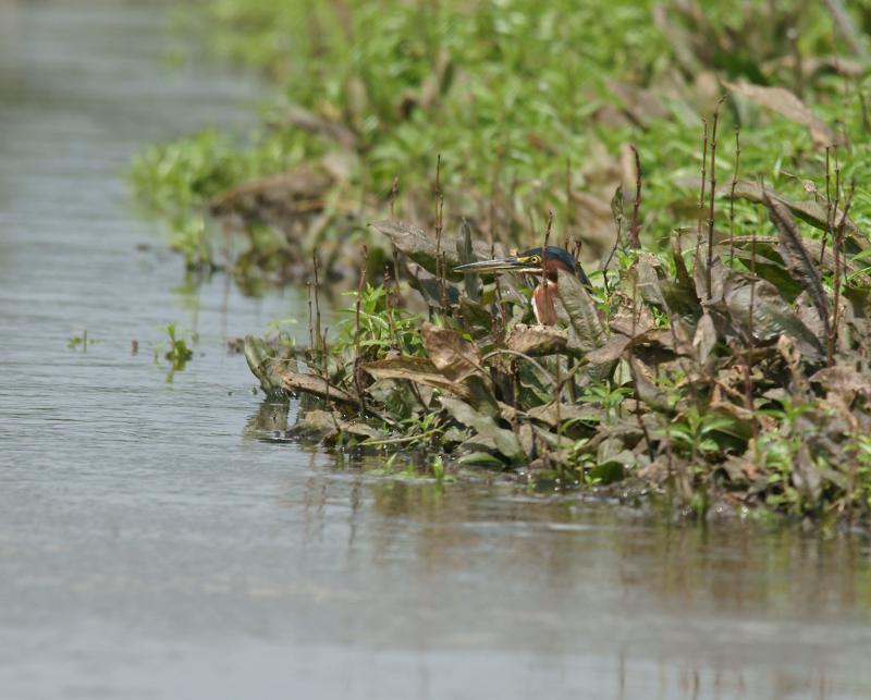 randomGreenbacked Heron