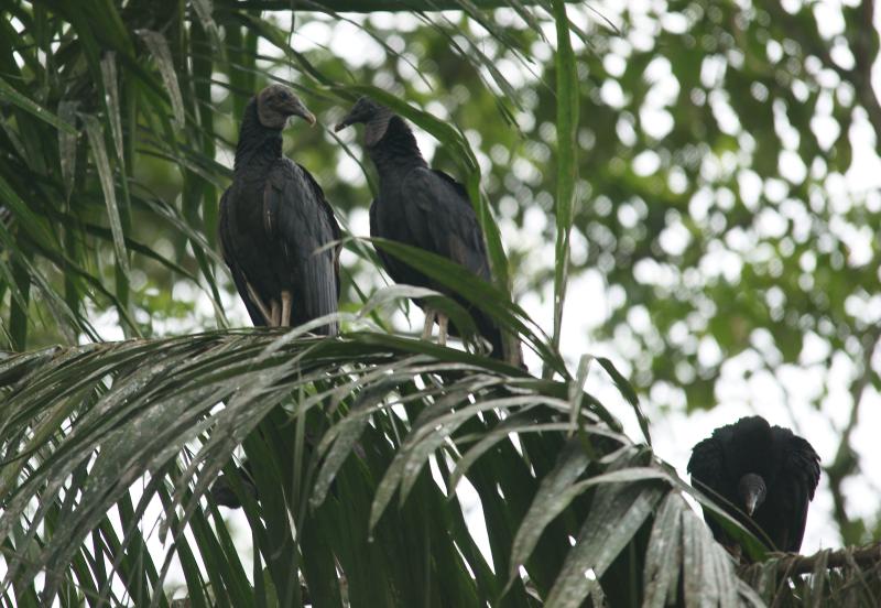 randomBlack Vulture