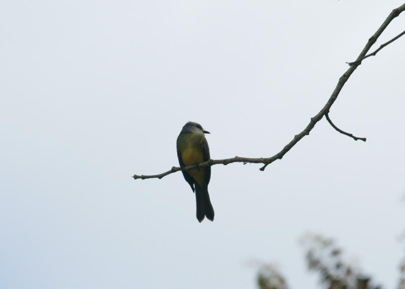 randomTropical Kingbird