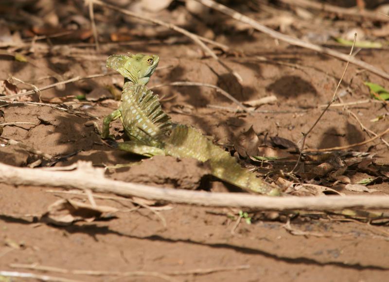 randomBasilisk (Jesus Christ Lizard)