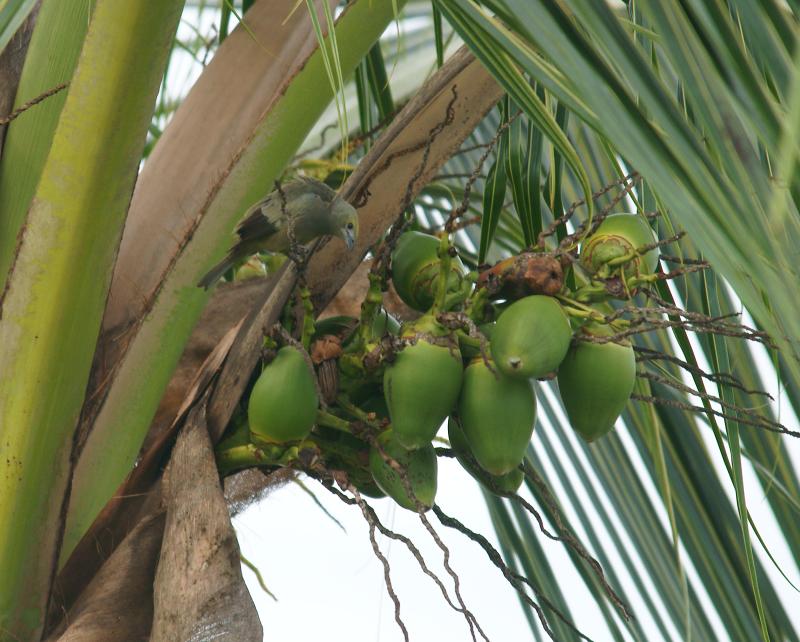 randomPalm Tanager