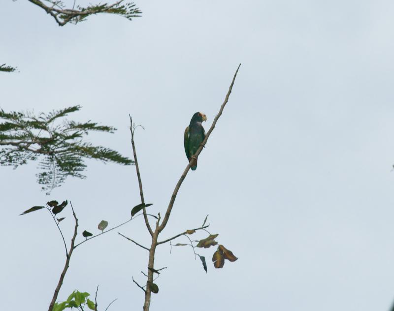 randomWhite-Fronted Parrot