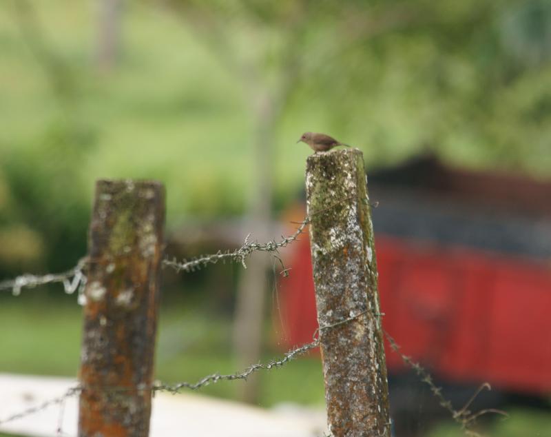 randomHouse Wren