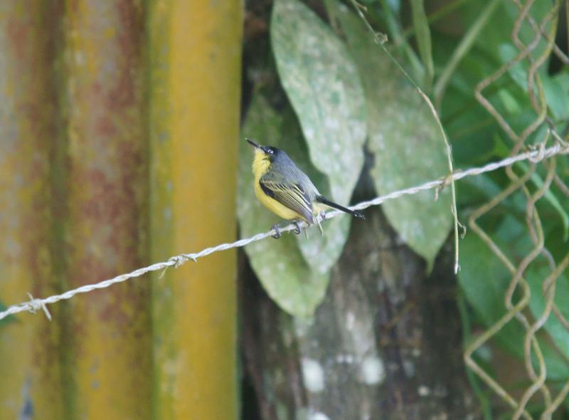 randomCommon-Tody Flycatcher