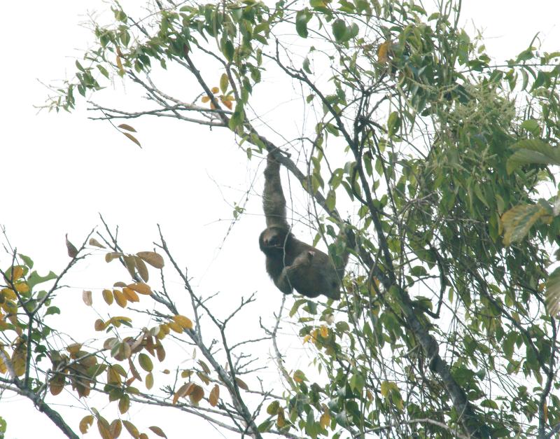 randomBrown-Throated Three-Toed Sloth