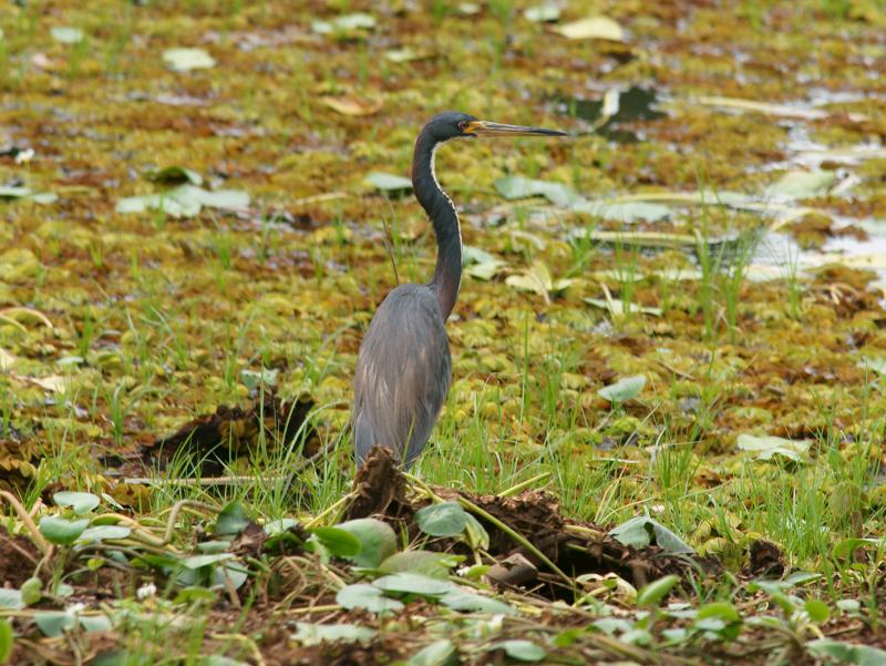 randomChestnut-Bellied Heron