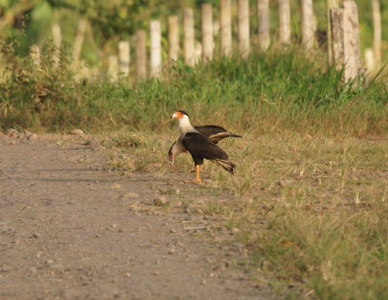 randomCrested Caracara