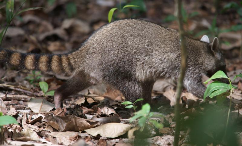 randomCrab-eating Raccoon