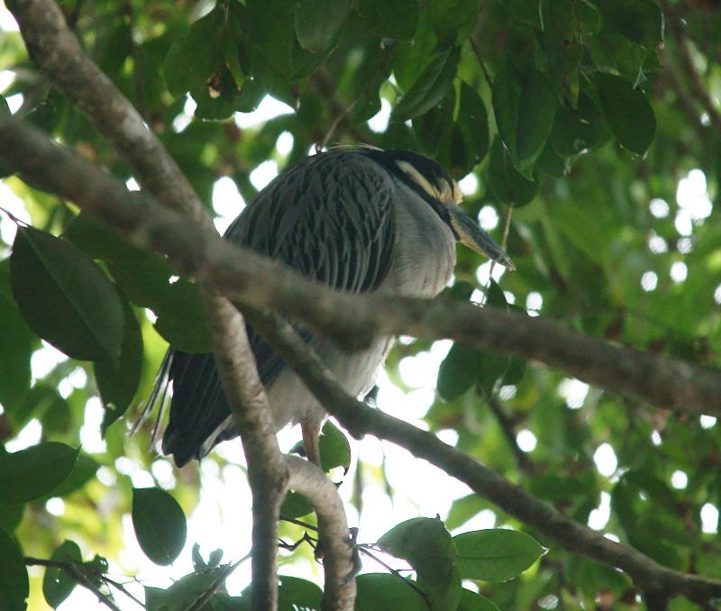 randomYellow-Crowned Night-Heron