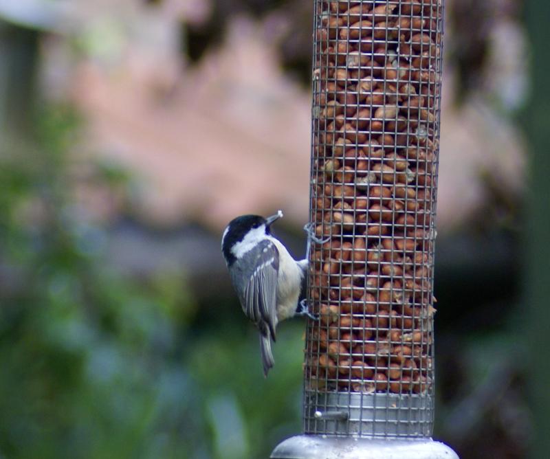 randomCoal Tit