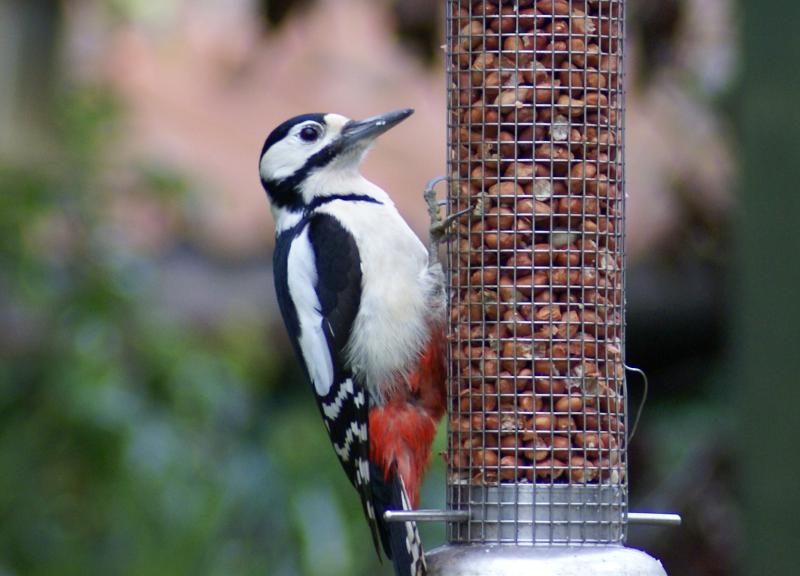 randomGreater Spotted Woodpecker