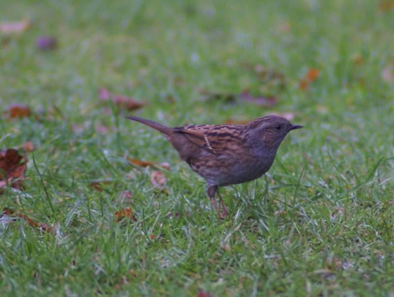 randomDunnock