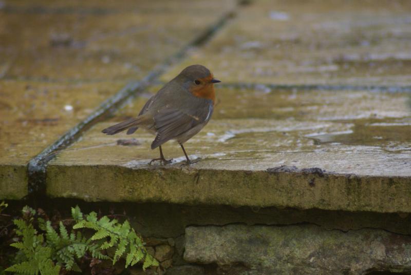 randomEuropean Robin