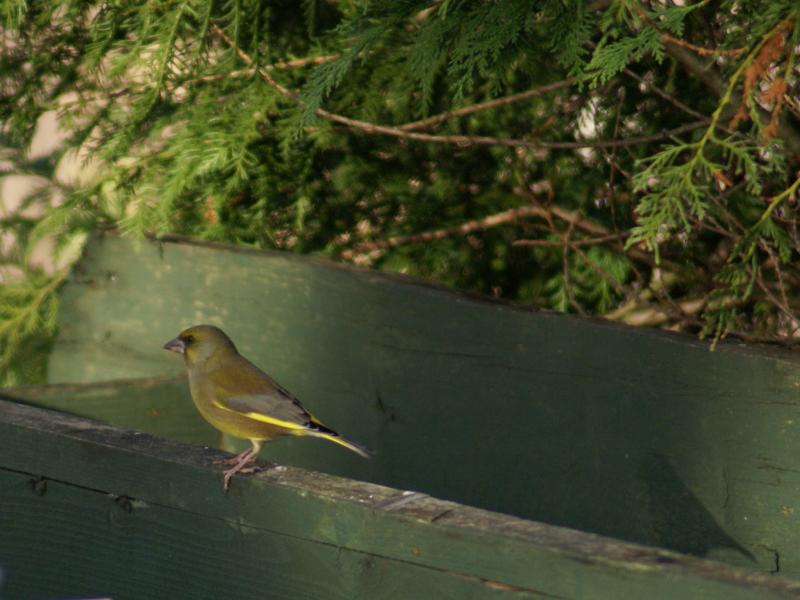 randomGreenfinch