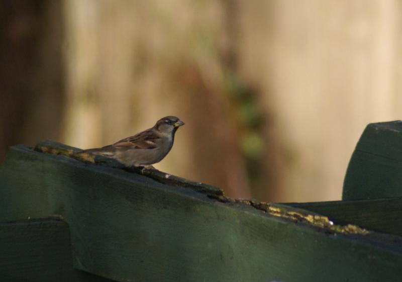 randomEurasian Tree Sparrow