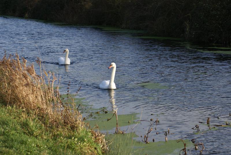 randomMute Swan