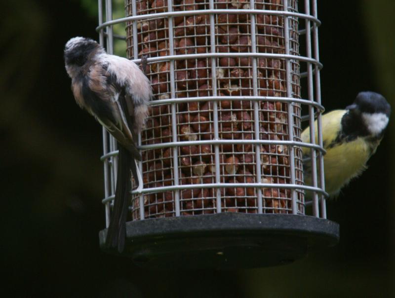 randomLong-Tailed Tit