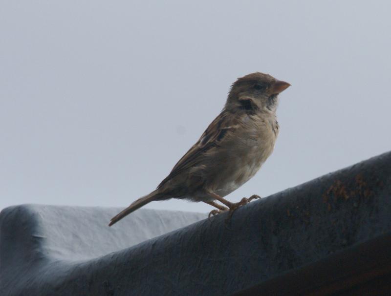 randomHouse Sparrow