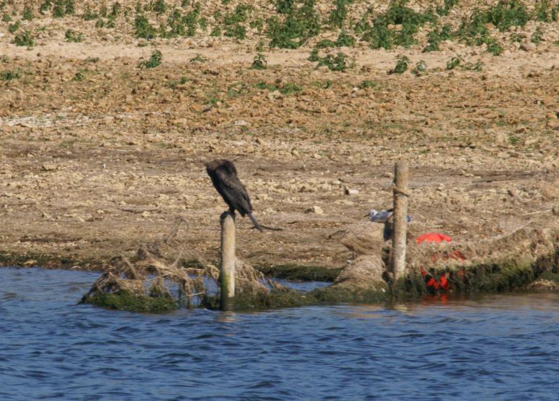 randomGreat Cormorant