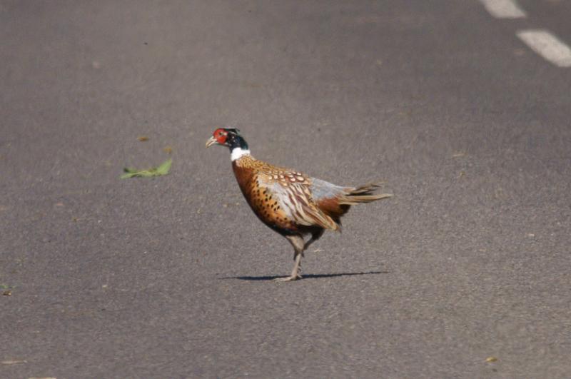 randomPheasant