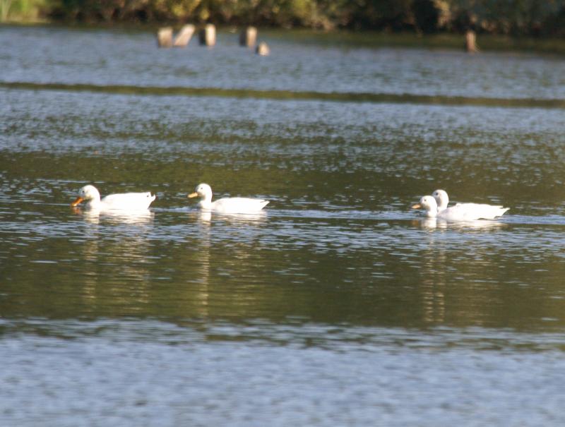 randomPekin Duck