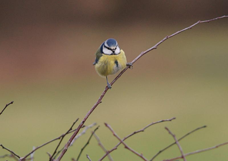 randomBlue Tit