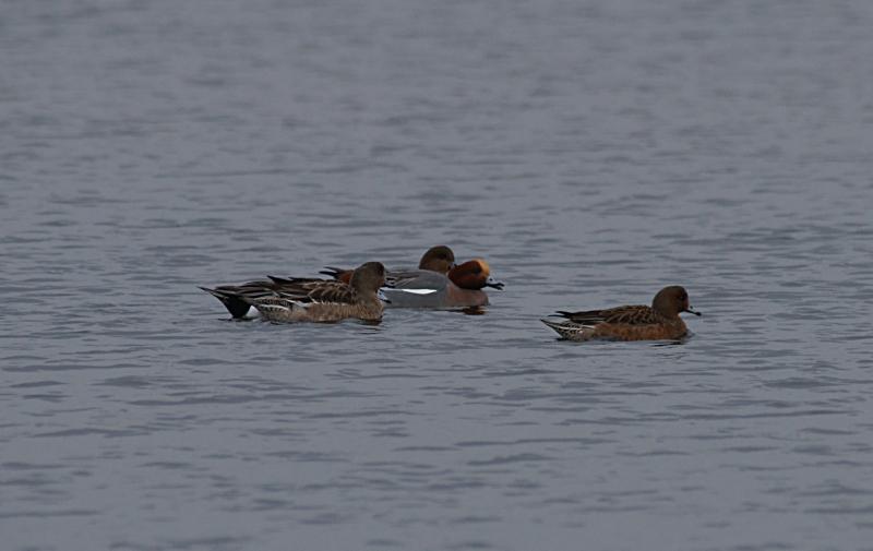 randomEurasian Wigeon