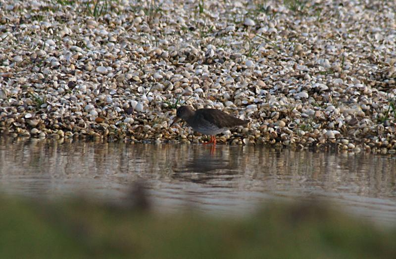 randomRedshank